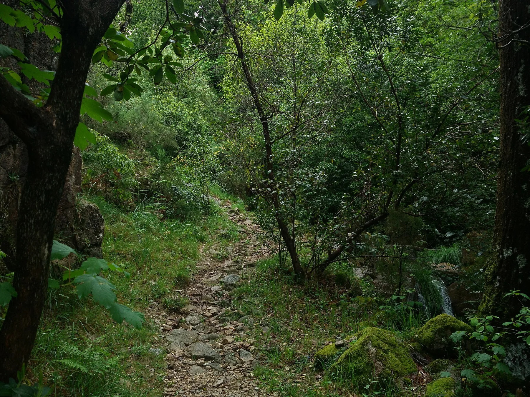 Caminho do Trilho da Preguiça